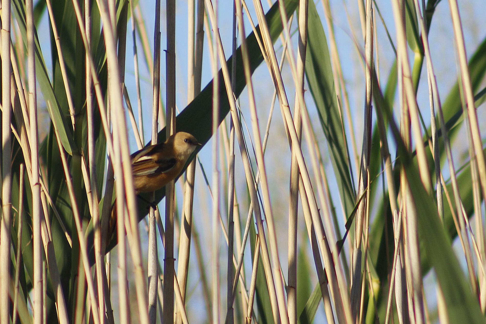 Bearded Reedling